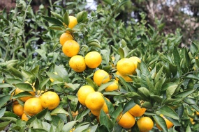 橘子树橘子成熟图片